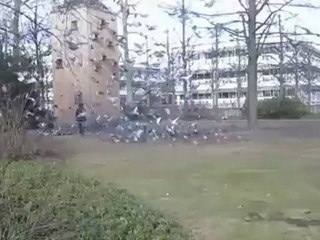 A2-DSH Textproduktion Taubenfütterung kritisch betrachtet