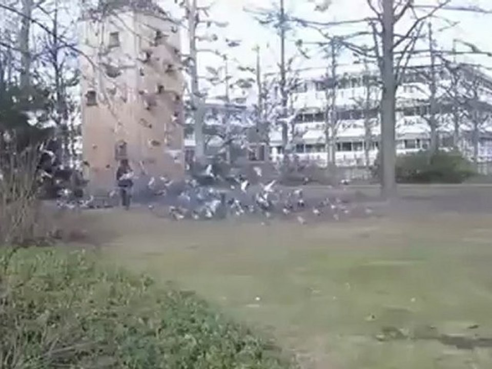 A2-DSH Textproduktion Taubenfütterung kritisch betrachtet