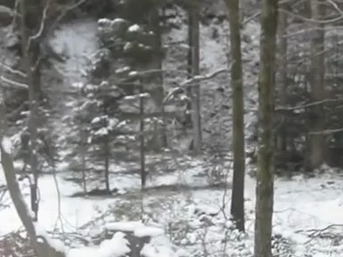 A2-B2 Hörverstehen Fischotter ja oder nein?