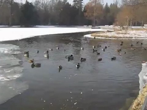 B1-DSH-Vorbereitung Textproduktion Entenfütterung im Winter