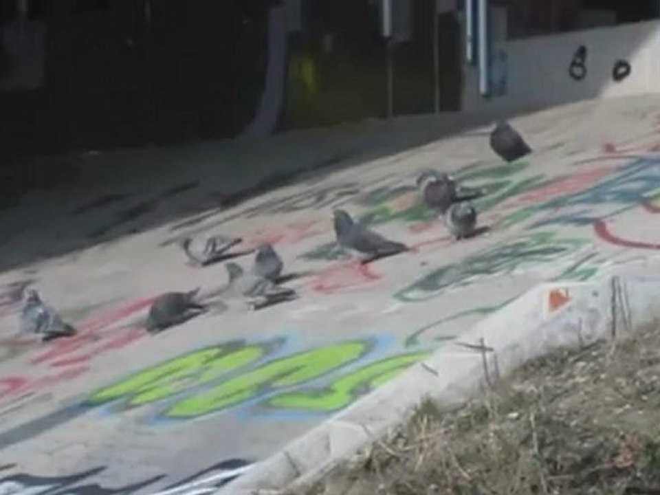 A1-A2 Hörtext Taubentreffen unter Albbrücke