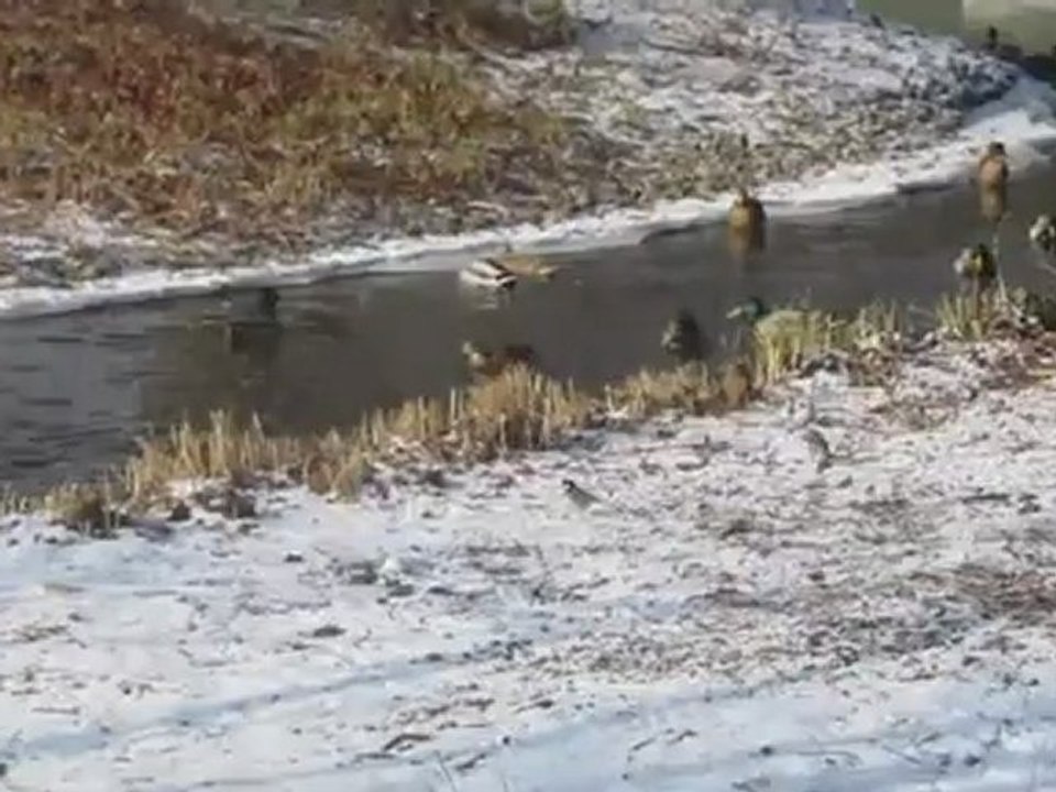 A1-B2 Textproduktion Wintereinbruch Enten im eisfreien Wasse