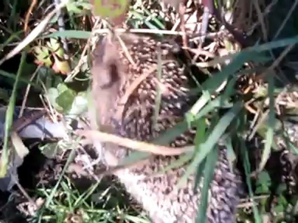 A2-B2 Igel verkriecht sich im Gebüsch.Hörtext