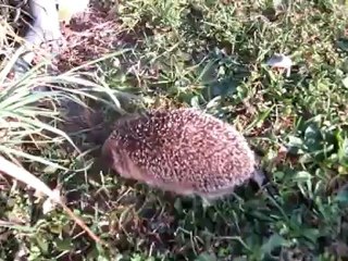 A2-B2 Igel rennt ins Gebüsch Hörtext