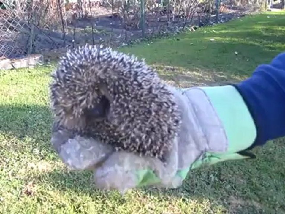 A2-B1 Igel gefunden Hörtext