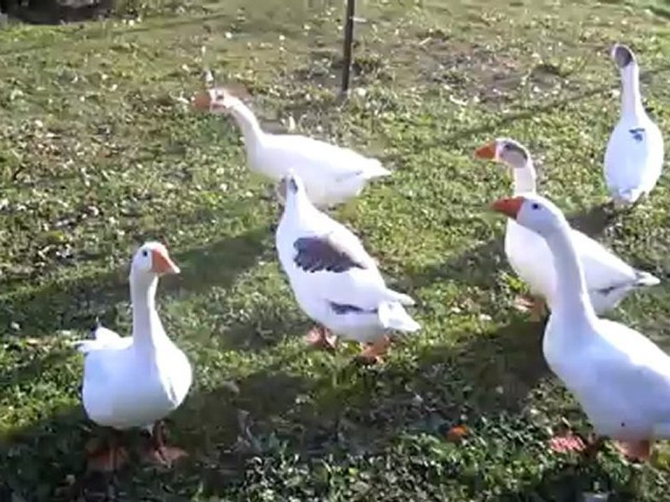 A1-B2 Textproduktion schnatternde Gänse