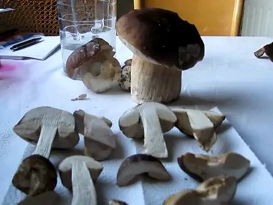 A1-A2 Hörtext Mein Steinpilzfund am 12.11.2011