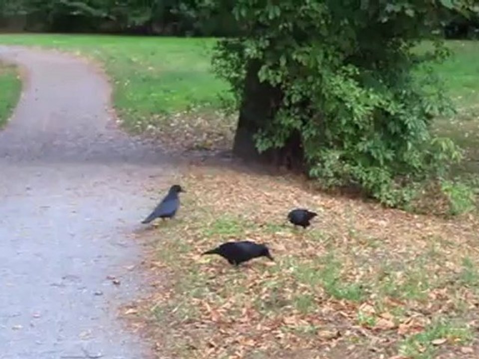 A1-a2 zu dritt verliert  ...