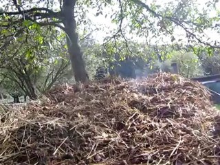 A1-C2 Redewendung Dumm wie Stroh Hörtext