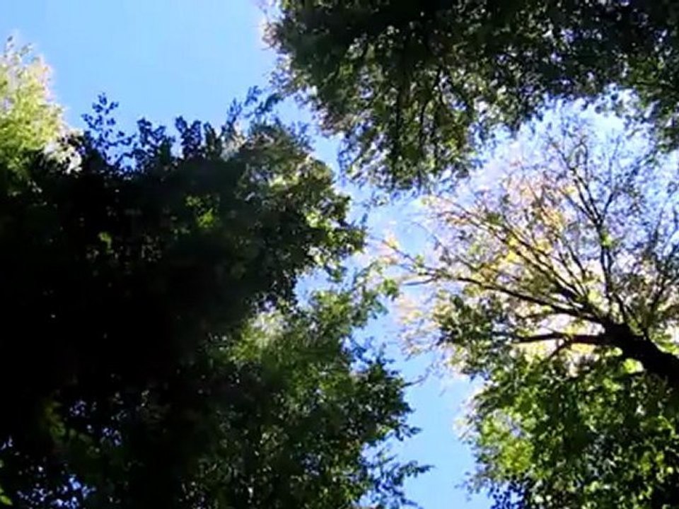A1  Waldbett Blick in Himmel Hörtext