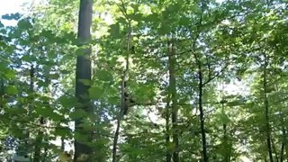 C1-C2 Redewendung: den Wald vor lauter Bäumen ... Hörtext