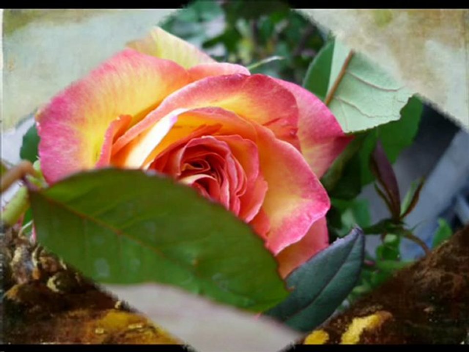 Phifippe Jaroussky- HANDEL Lascia ch'io pianga - by Giuseppe INFANTINO