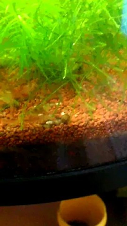VIDEO0032