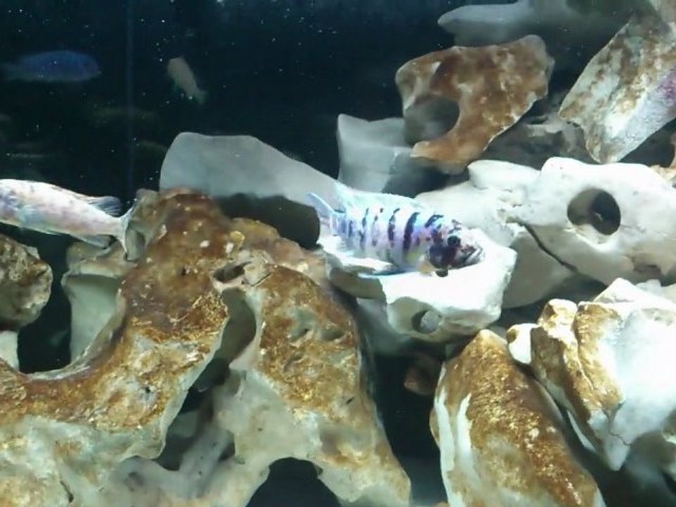 Maylandia Zebra Chiofu marmelade cat