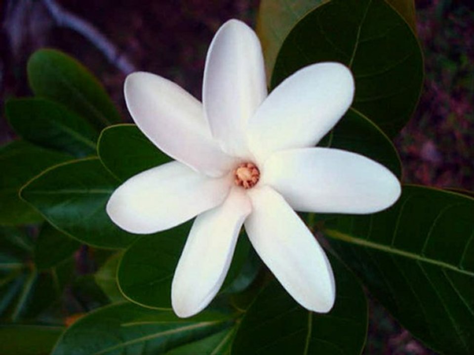 DIEU EN SOI . Mâ Sûryânanda Lakshmi