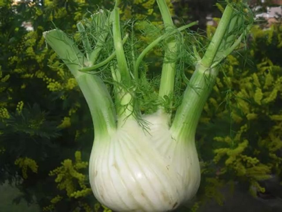 Hinojo Para Aumentar El Busto