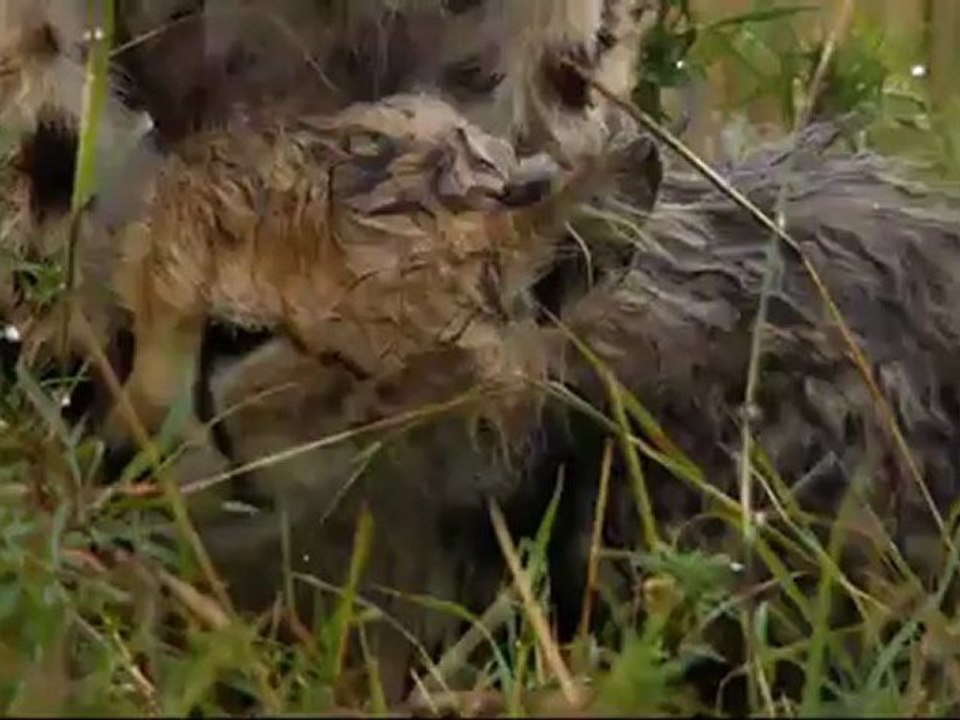 Félins - Bande annonce [VF_SD]