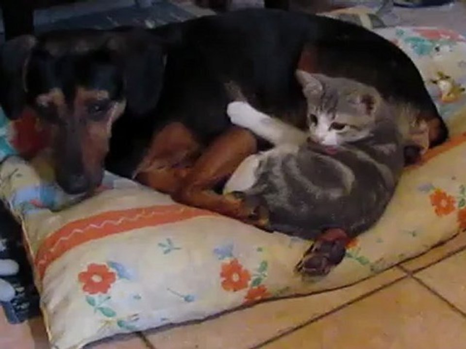 Comme chien et chat