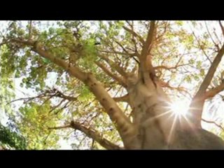 Palestine in morning14 - 6_chunk_2