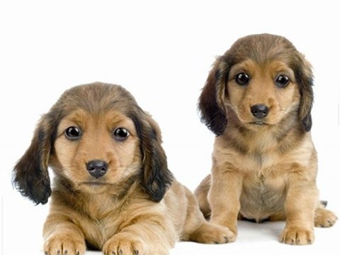 Helpful Puppy Dog Training Tips to Remember Part 2