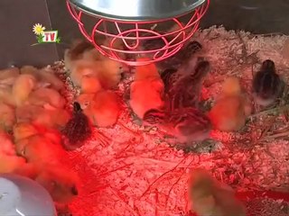 JT Agri85TV du vendredi 15 juin 2012