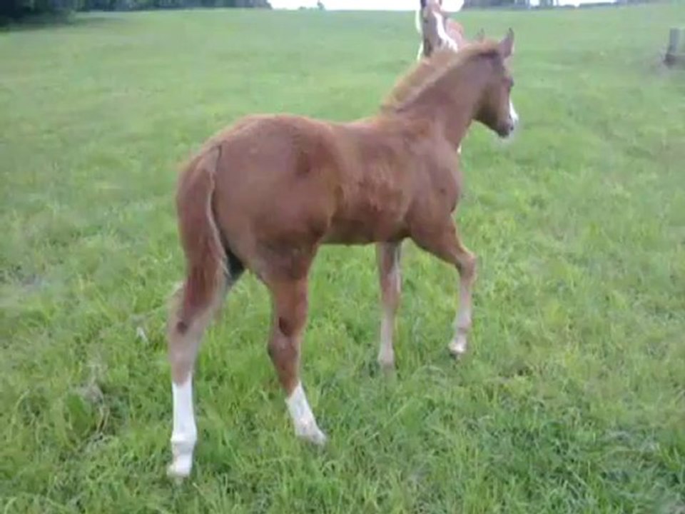royal sunshine dunit