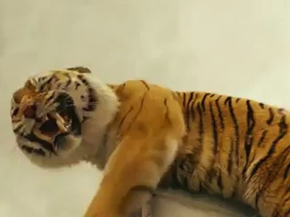 Life of Pi