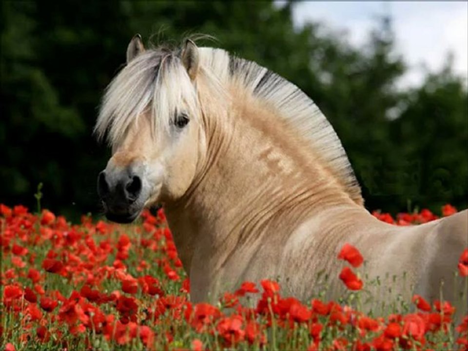 EQUITATION