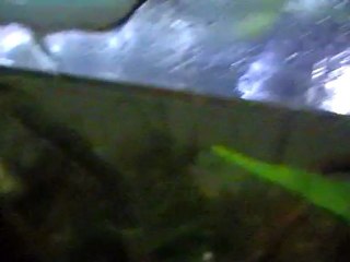 Aquarium sans filtration