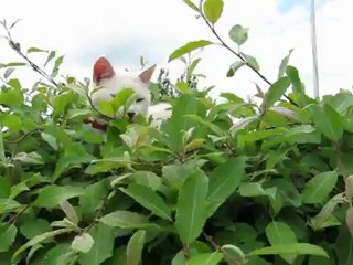 Daisy i 'hænge-pil-køjen' 19 juni, 2012