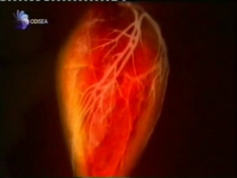 El corazon humano