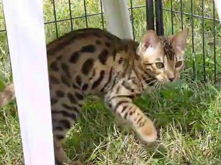 HYPNOTIC JAGUAR des Griffes de Feu of Magic Bengal (3,5 month)