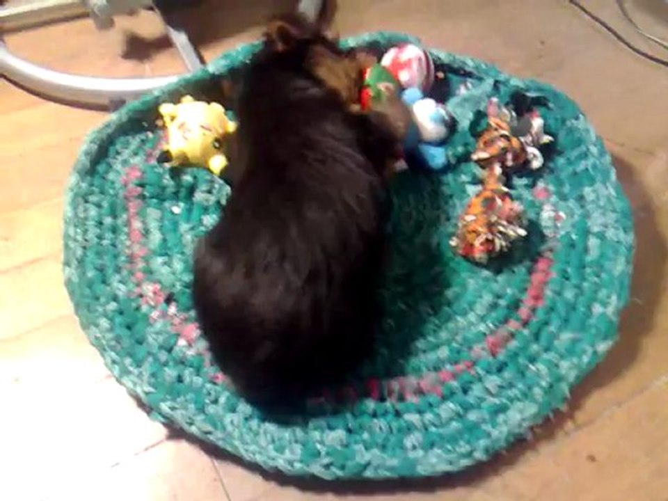 Crapouille un bébé Yorkshire