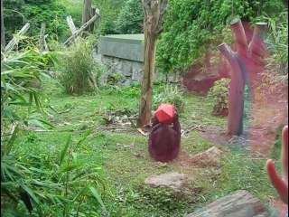 Sun Bears at Edinburgh Zoo