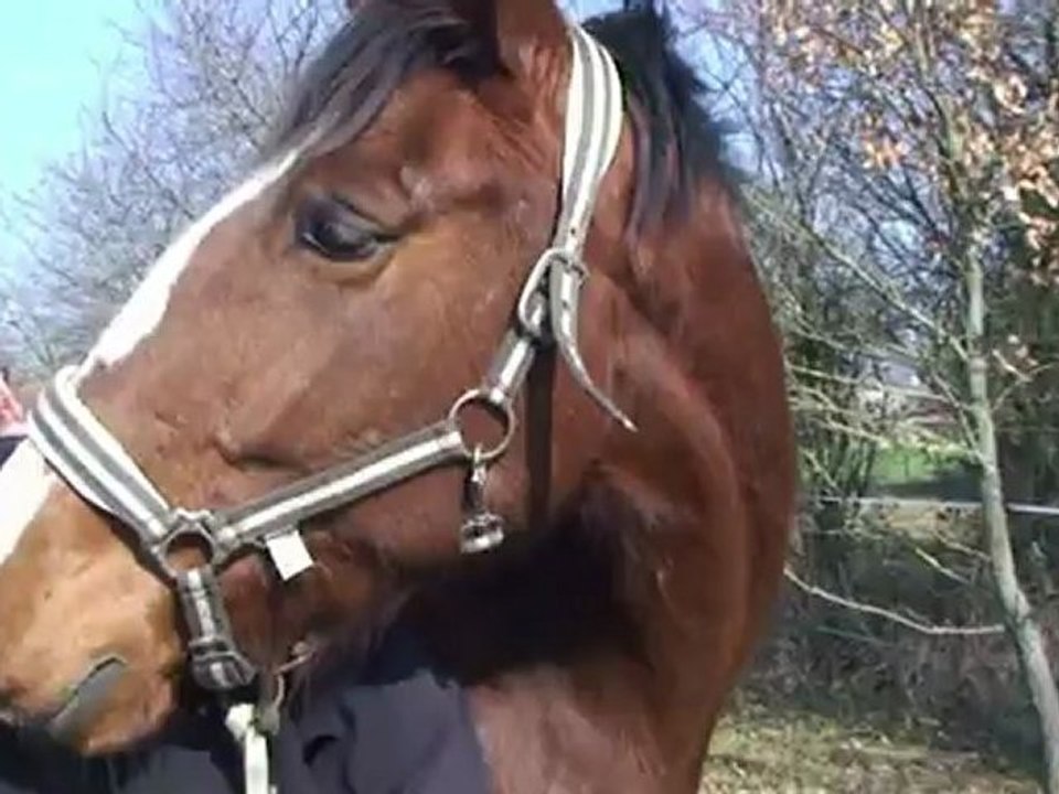 tatiana - jument ONC de 5 ans, 1m68, 1400€ à débattre ou échange contre grand cheval