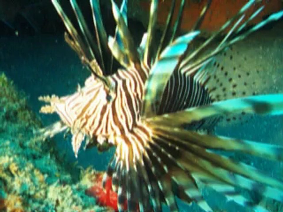 Invasion du poisson lion (Pterois volitans) Martinique 2012