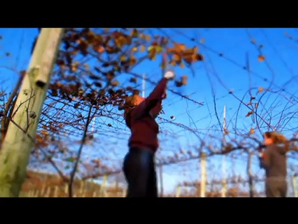 Kiwi picking Te Puke