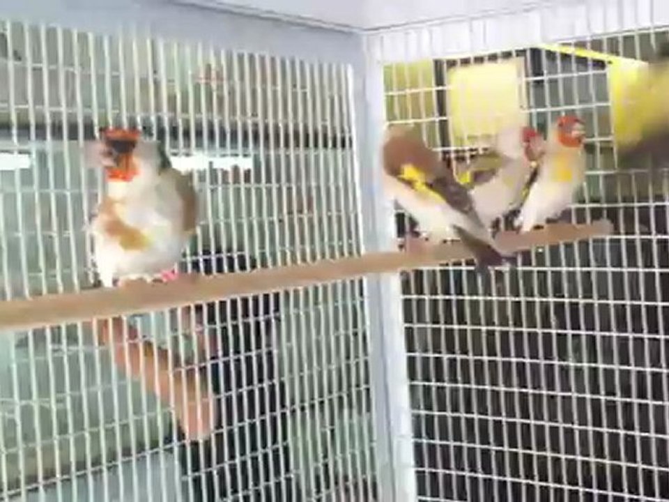 chardonneret en mutation mâle et femelle  2011