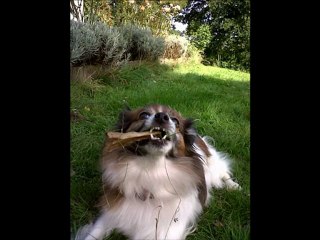 tibouille reclame des caresses