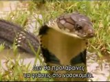 snake king cobra-national geographic