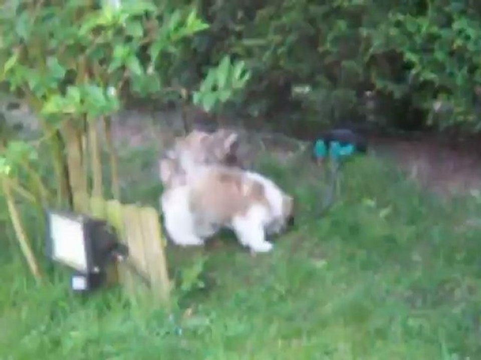 BB DUCHESSE + FEE-LOU AU JARDIN