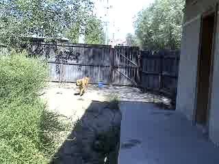 TOSA INU  -  TOSA KEN  ( www.menadel-tosa.com )