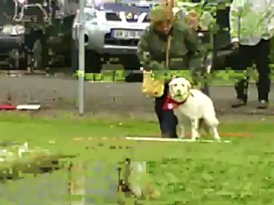 Chiots Emmerin le 9 juin 2012