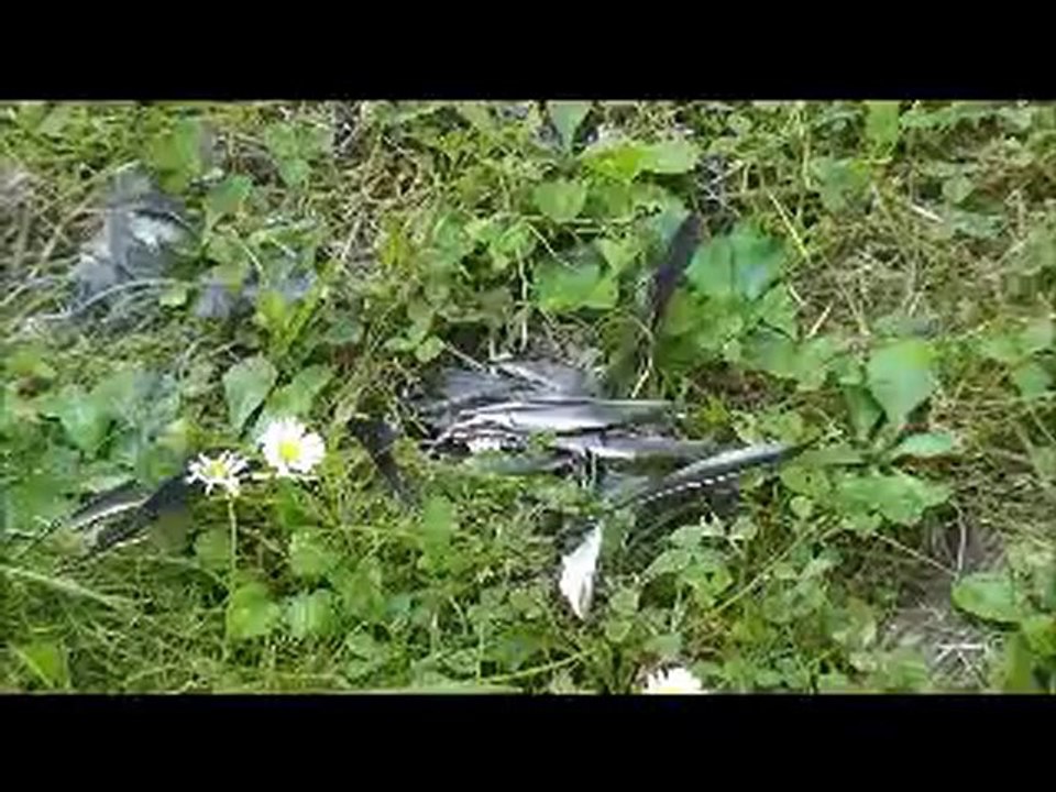 Miamia et l'Oiseau