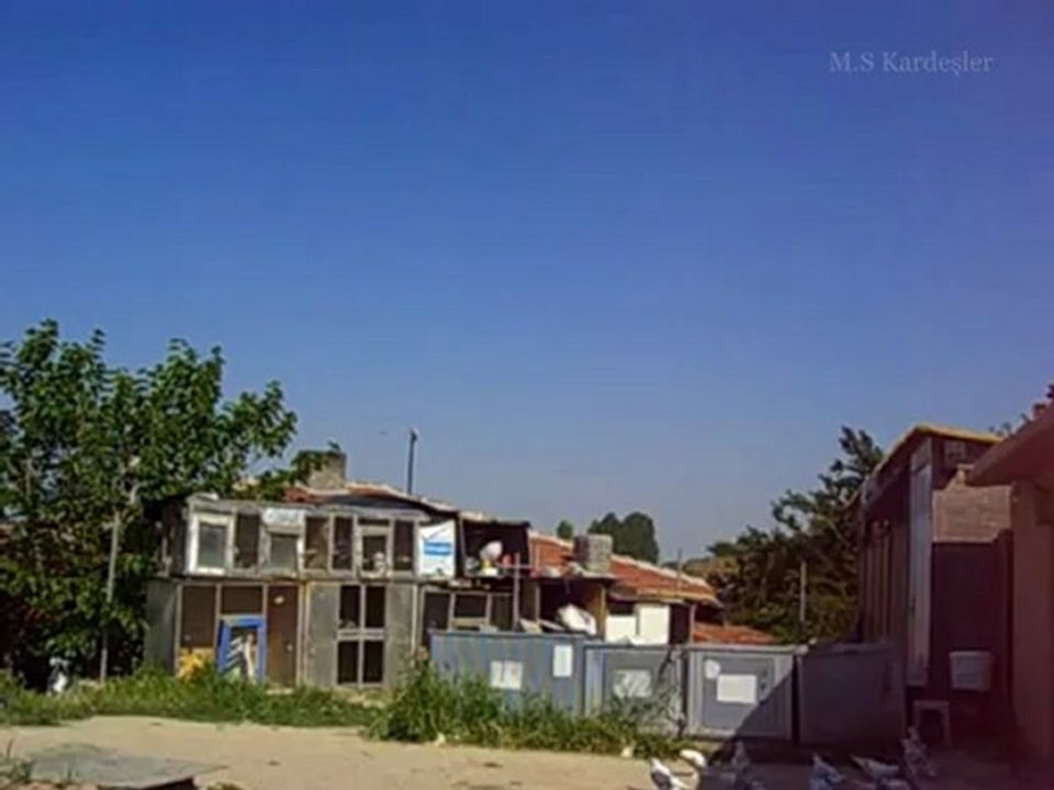 M.S.Kardeşler Gök Yavru