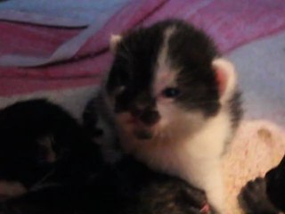 Les bébés découvre ce qui les entoure avec leurs petits yeux.