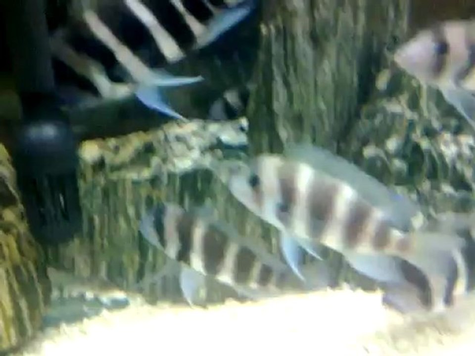 duboisi