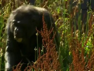 Das Chimpcam Projekt (2 von 6)
