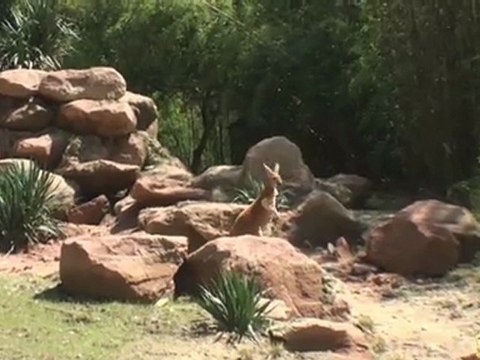Inauguration du nouvel enclos des kangourous au Parc zoologique et botanique de Mulhouse