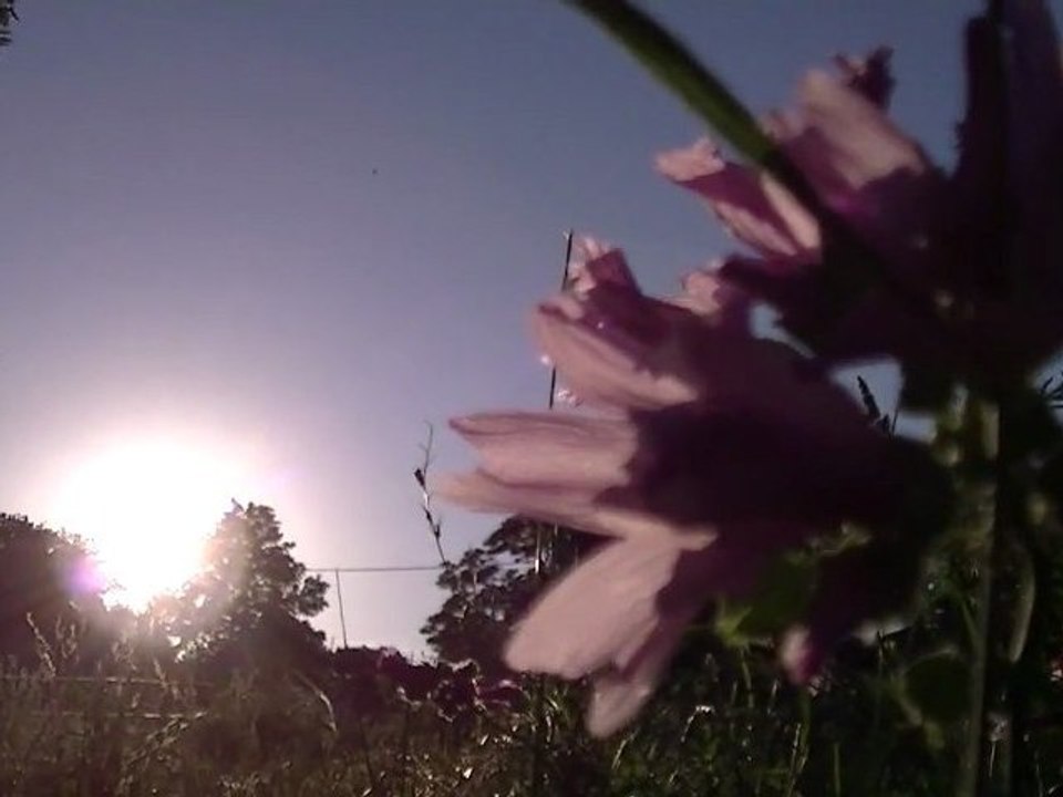 Soleil d'été
